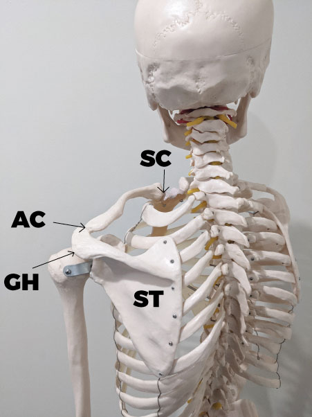 Shoulder anatomy