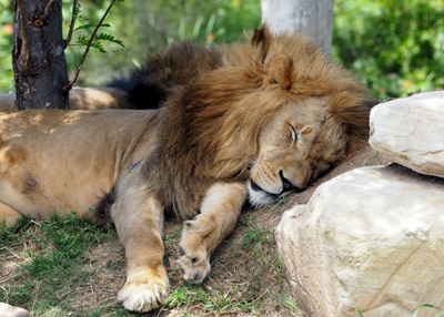 Side sleeping is one of the best positions. Photo by <a href=