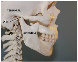 TMJ anatomy