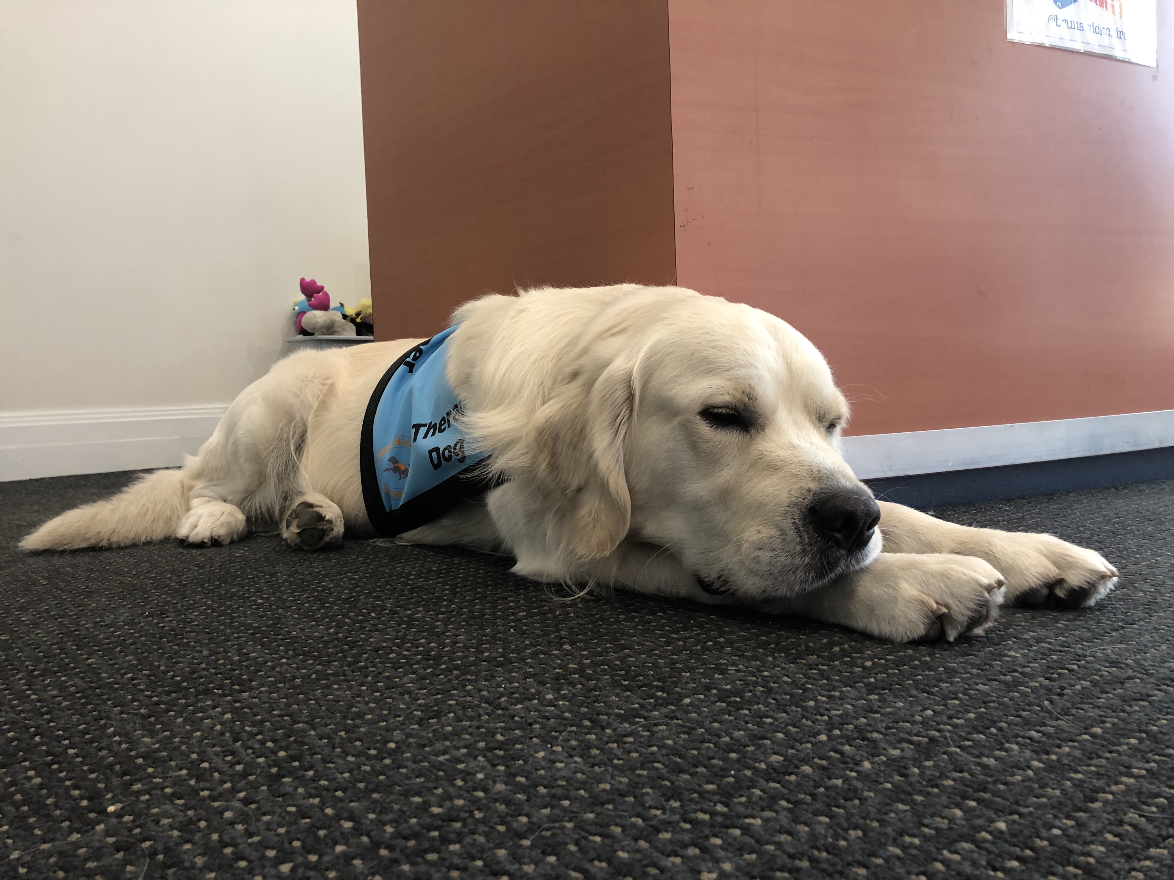 Cooper the therapy dog
